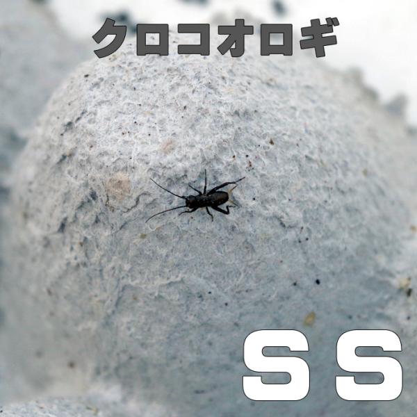 お取り寄せ（3−4営業日）　餌昆虫　 黒コオロギ（クロコオロギ） SSサイズ　1000匹+【代引き不...