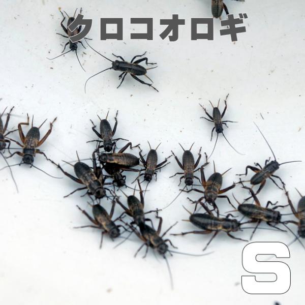 お取り寄せ（3−4営業日）　餌昆虫　 黒コオロギ（クロコオロギ） Sサイズ　1000匹+【代引き不可...