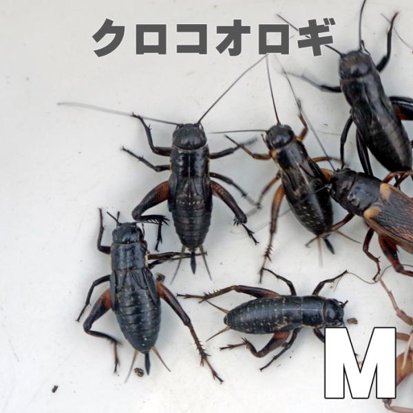 お取り寄せ（3−4営業日）　餌昆虫　 黒コオロギ（クロコオロギ）Ｍサイズ　200匹+【代引き不可】【...
