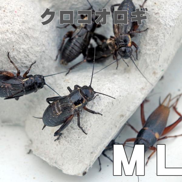 お取り寄せ（3−4営業日）　餌昆虫　 黒コオロギ（クロコオロギ）（ ＭＬサイズ）　500匹+【代引き...