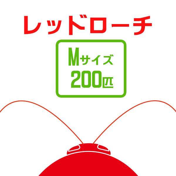 お取り寄せ（3−4営業日）　餌昆虫　レッドローチ　（Ｍサイズ）（200匹）【代引き不可】【冬季航空便...