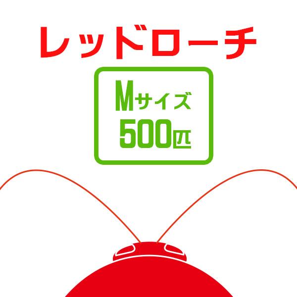 お取り寄せ（3−4営業日）　餌昆虫　レッドローチ　（Ｍサイズ）（500匹）【代引き不可】【冬季航空便...