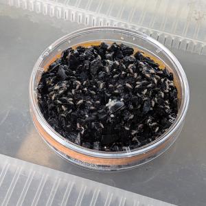 (活餌) 大型トビムシ 約50匹シャーレ入(1...の詳細画像2