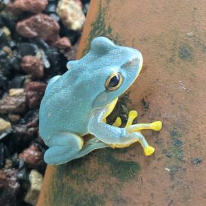 (両生類)色変　画像個体　モリアオガエル　スーパーブルー　イエローレッグ　(約3.5ｃｍ)