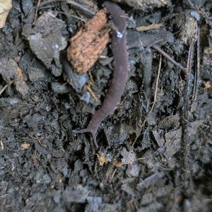 (昆虫)ベトナム　トトロカギムシ　　（１匹）（約1.5-3cm）