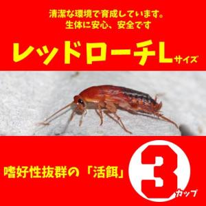 (両生類)レッドローチ　（Lサイズ）3カップ　