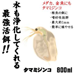 (活餌)( オススメ)タマミジンコ　増量 ８００ml　２００匹〜　（1袋）