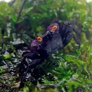 (淡水カニ) パープル バンパイアクラブ (全...の詳細画像1