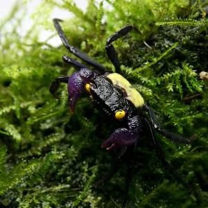 (カニ)バンパイア クラブ 約2cm 1匹 淡...の詳細画像1