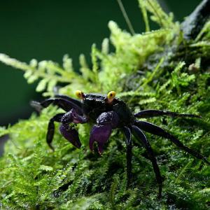 (カニ)バンパイア クラブ 約2cm 1匹 淡...の詳細画像2