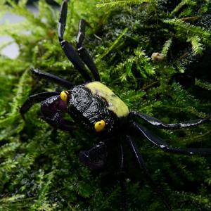 (カニ)バンパイア クラブ 約2cm 1匹 淡...の詳細画像3