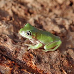 (両生類)イエアメガエル　約３cm〜　1匹