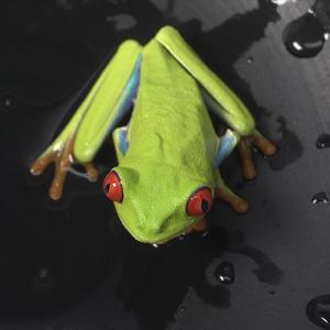 (両生類)アカメアマガエル（約2cm）（１匹）