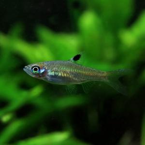 (熱帯魚)ブルーアイラスボラ　約1.5-2cm　5匹　｜fish-y