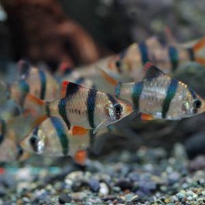 熱帯魚 スマトラの商品一覧 通販 Yahoo ショッピング