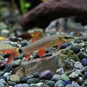 (熱帯魚)レインボーシャーク　（約４cm)(３匹)