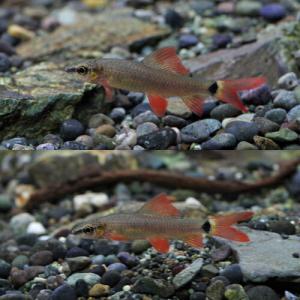 (熱帯魚)レインボーシャーク (約4cm)(3匹)の詳細画像1