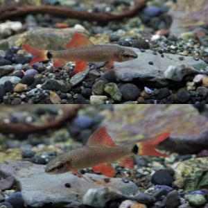 (熱帯魚)レインボーシャーク (約4cm)(3匹)の詳細画像2
