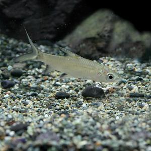 (熱帯魚)シルバーシャーク　約5cm　3匹　｜fish-y