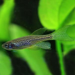 (熱帯魚)ロングフィンレオパードダニオ　約3cm　5匹｜fish-y