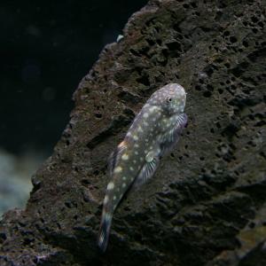 (熱帯魚)ボルネオプレコ (約3cm)(1匹)の商品画像