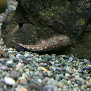 (熱帯魚)ボルネオプレコ (約3cm)(1匹)の詳細画像1