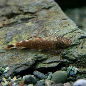 (熱帯魚)ボルネオプレコ (約3cm)(1匹)の詳細画像2