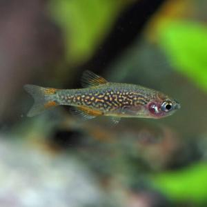 (熱帯魚)ミクロラスボラ　ハナビ　HANABI （約１.５cm）（１０匹）