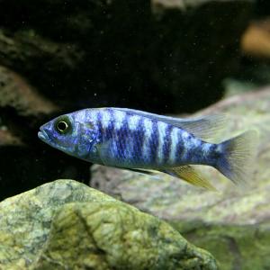 (熱帯魚)スキアエノクロミス　フライエリー　アーリー　約4cm　1匹｜fish-y