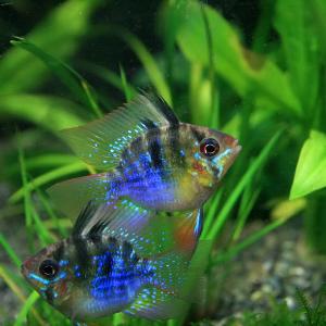 (熱帯魚)バルーンラミレジィ 約2.5-3cm 1匹の詳細画像1