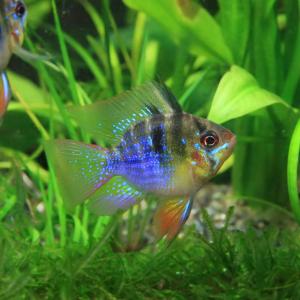 (熱帯魚)バルーンラミレジィ 約2.5-3cm 1匹の詳細画像2