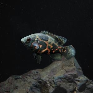 (熱帯魚)タイガーオスカー　約3-4cm　1匹｜fish-y