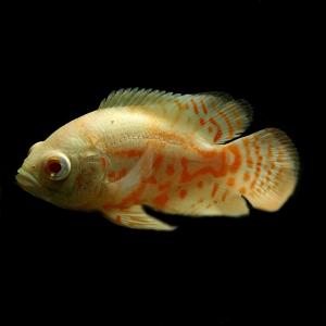(熱帯魚 生体)アルビノタイガーオスカー (約...の詳細画像1
