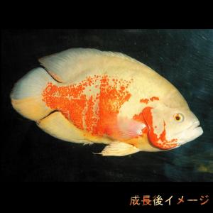 (熱帯魚 生体)アルビノタイガーオスカー (約...の詳細画像2