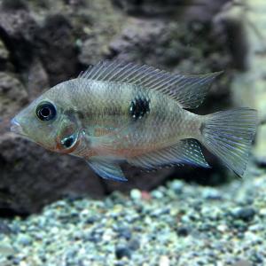 熱帯魚通販のネオス シクリッド 南米 シクリッド Cichlid Yahoo ショッピング
