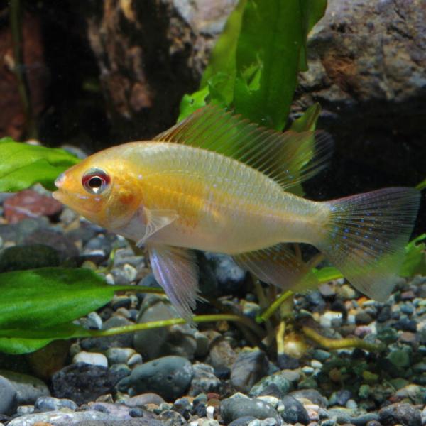 (熱帯魚)ゴールデンアピスト　ラミレジィ　約3cm　1匹