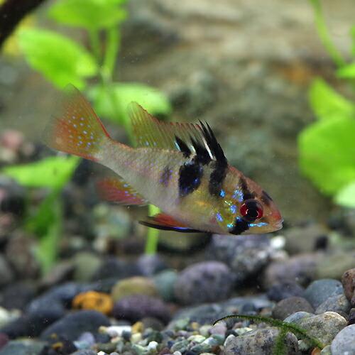 (熱帯魚)ドイツラミレジィ　約3cm　1匹