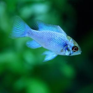 ラミレジィの種類一覧を公開 繁殖や混浴相性など飼育方法まとめ アクアリウムを楽しもう