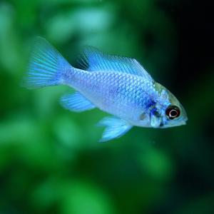 (熱帯魚)エレクトリックブルーラミレジィ　約2-3cm　1匹