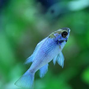 (熱帯魚 生体)エレクトリックブルーラミレジィ...の詳細画像1