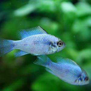 (熱帯魚 生体)エレクトリックブルーラミレジィ...の詳細画像2