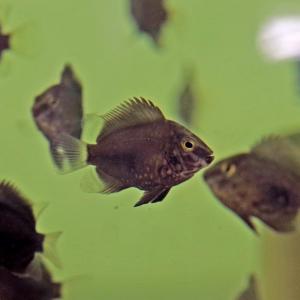 熱帯魚通販のネオス シクリッド 南米 シクリッド Cichlid Yahoo ショッピング