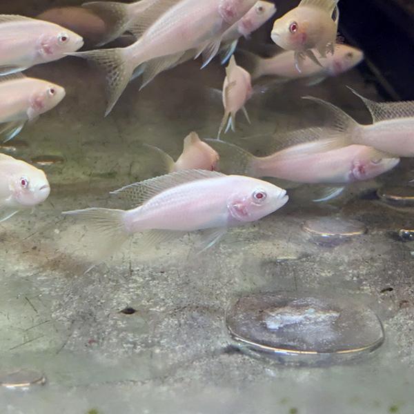 (熱帯魚 生体)アルビノ　ネオランプロローグス　ブリチャージ　(約４cm)(１匹)