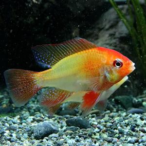 (熱帯魚)ジャパンレッドラミレジィ　約3cm　1ペア　｜fish-y