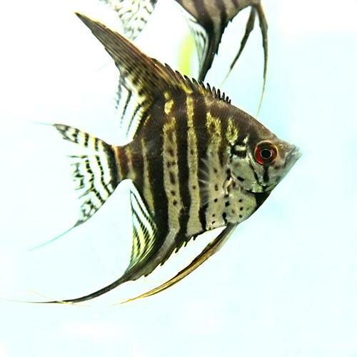 (熱帯魚)ゼブラレースエンゼル　約4cm　1匹