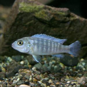 アフリカンシクリッド 餌の商品一覧 通販 Yahoo ショッピング