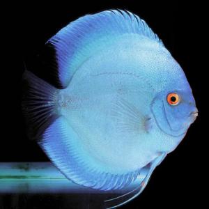 (熱帯魚)ブルーダイヤモンド　ディスカス　約３-５cm　1匹