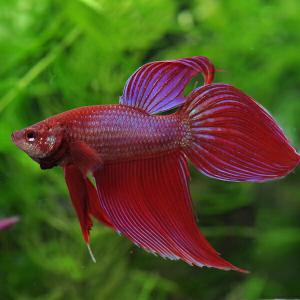 熱帯魚の人気おすすめランキング15選 美しい熱帯魚も セレクト Gooランキング