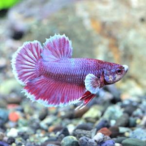 ベタ オス ピンクの商品一覧 通販 Yahoo ショッピング