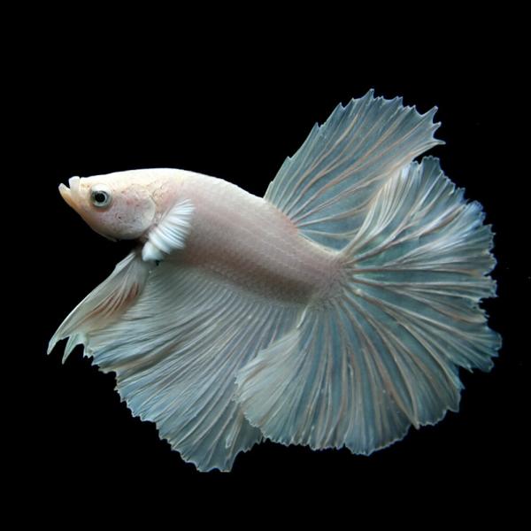 (熱帯魚)ベタ　ハーフムーンシルクホワイト♂　約5-6cm　1匹